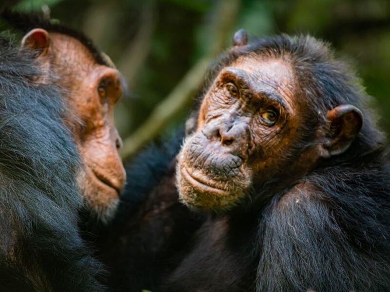 Best Chimpanzee Trekking in Uganda