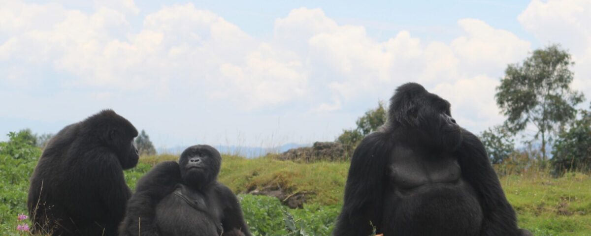 facts about mountain gorillas 2026/27