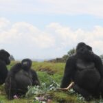 facts about mountain gorillas 2026/27