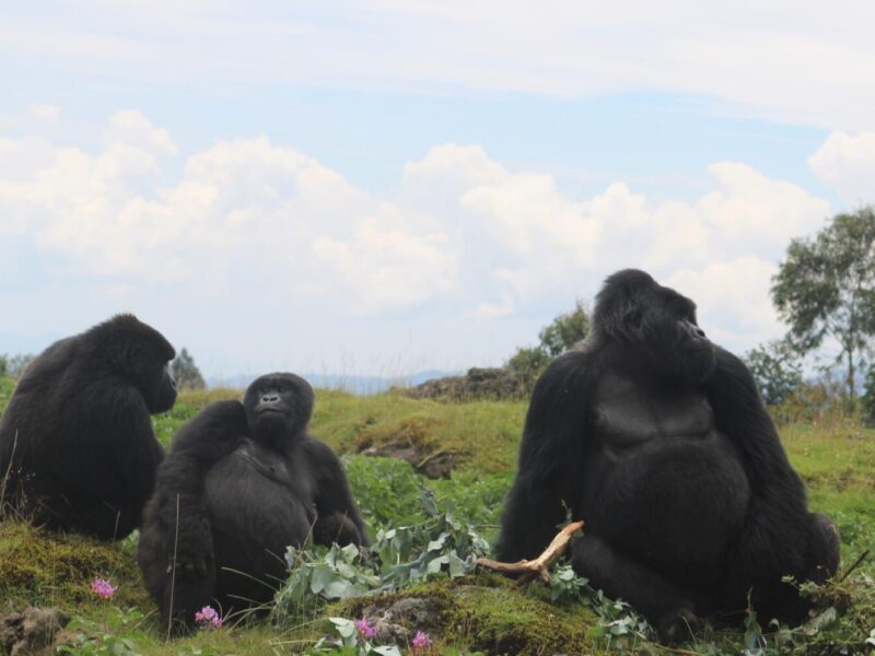 facts about mountain gorillas 2026/27