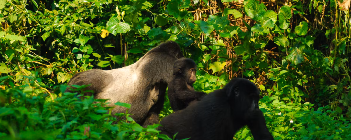 Gorilla trekking in Uganda