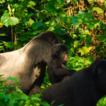 Gorilla trekking in Uganda
