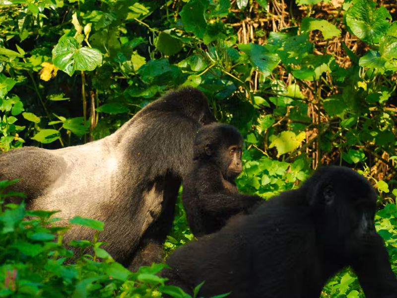 Gorilla trekking in Uganda