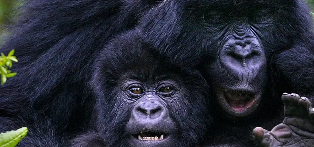 How Much Does It Cost to Go Gorilla Trekking in Uganda?