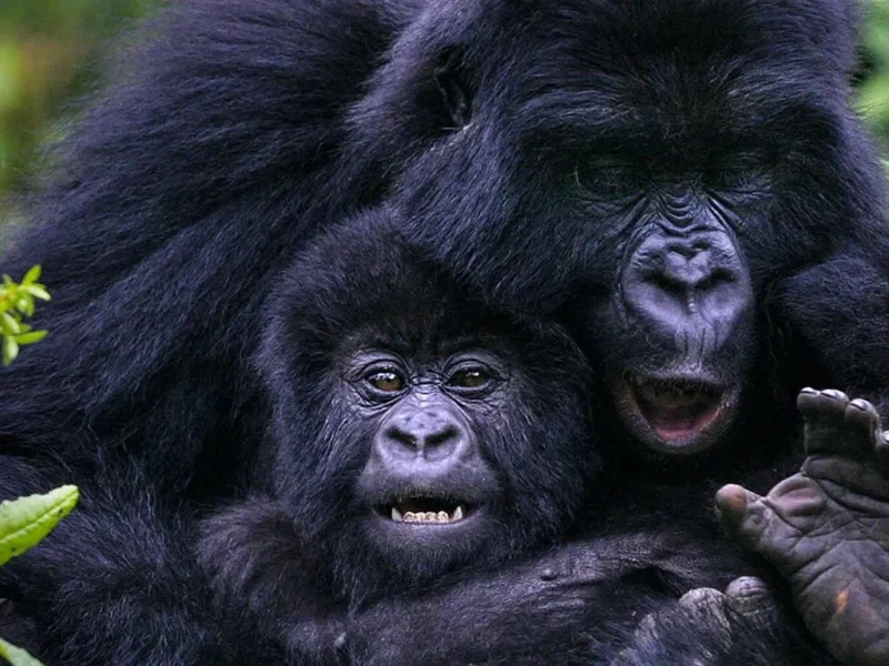 How Much Does It Cost to Go Gorilla Trekking in Uganda?