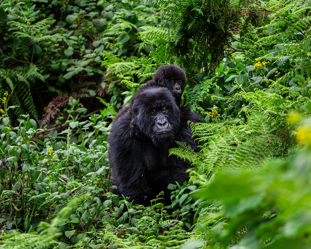 Can Gorillas Attack Humans?