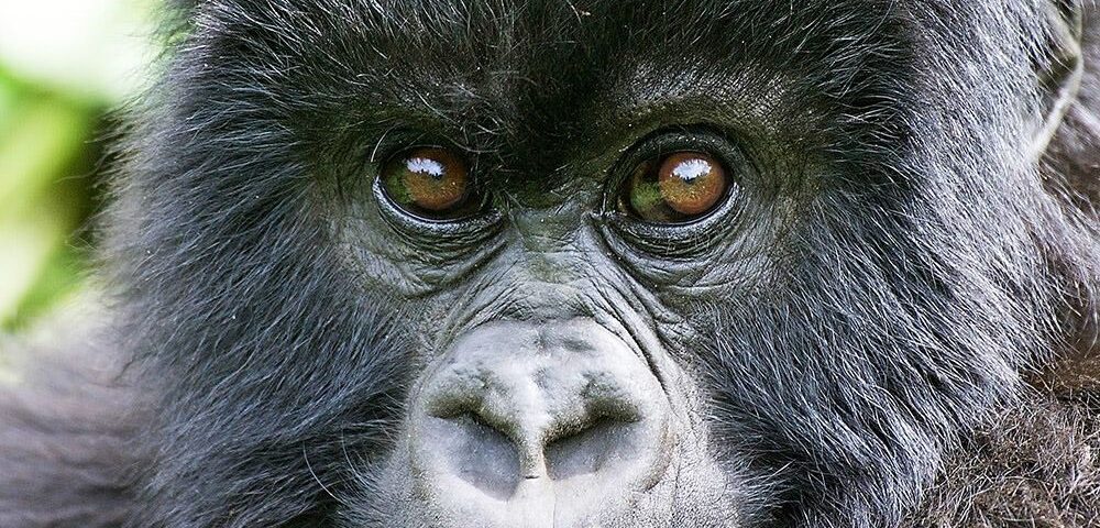 Gorillas Left in Uganda 2026/27