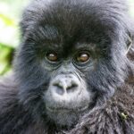 Gorillas Left in Uganda 2026/27