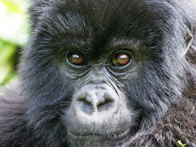 Gorillas Left in Uganda 2026/27