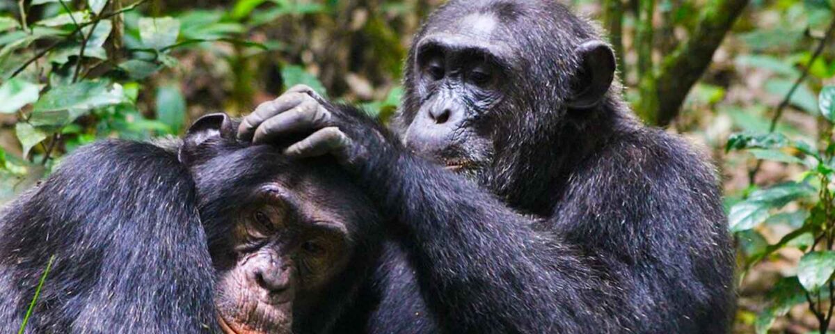 Age Guidelines for Primate Expeditions