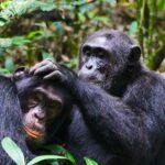 Age Guidelines for Primate Expeditions