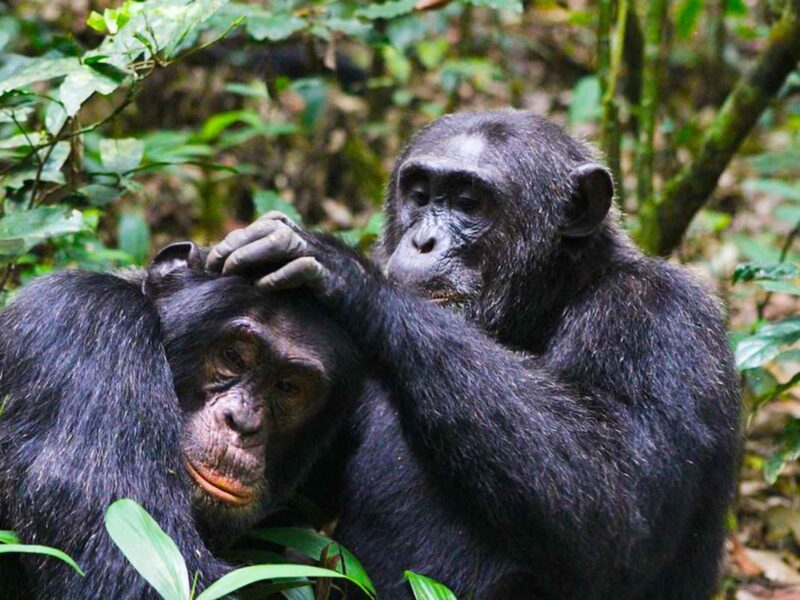 Age Guidelines for Primate Expeditions