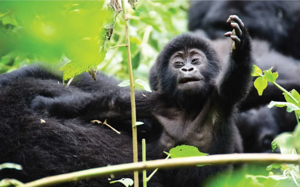 Uganda gorilla permit Uganda 2026/27