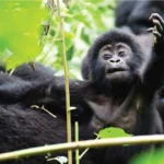 Uganda gorilla permit Uganda 2026/27