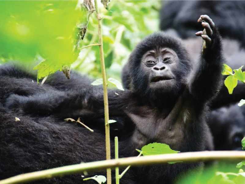 Uganda gorilla permit Uganda 2026/27