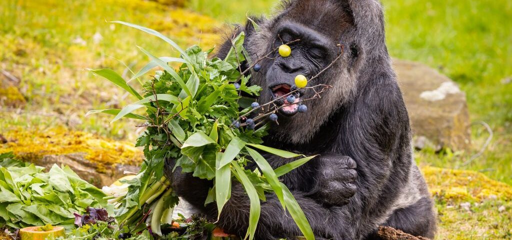 Food do gorillas eat 2026/27