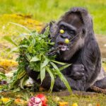 Food do gorillas eat 2026/27