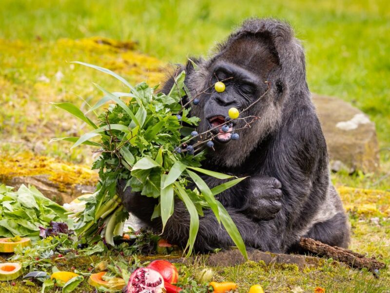Food do gorillas eat 2026/27