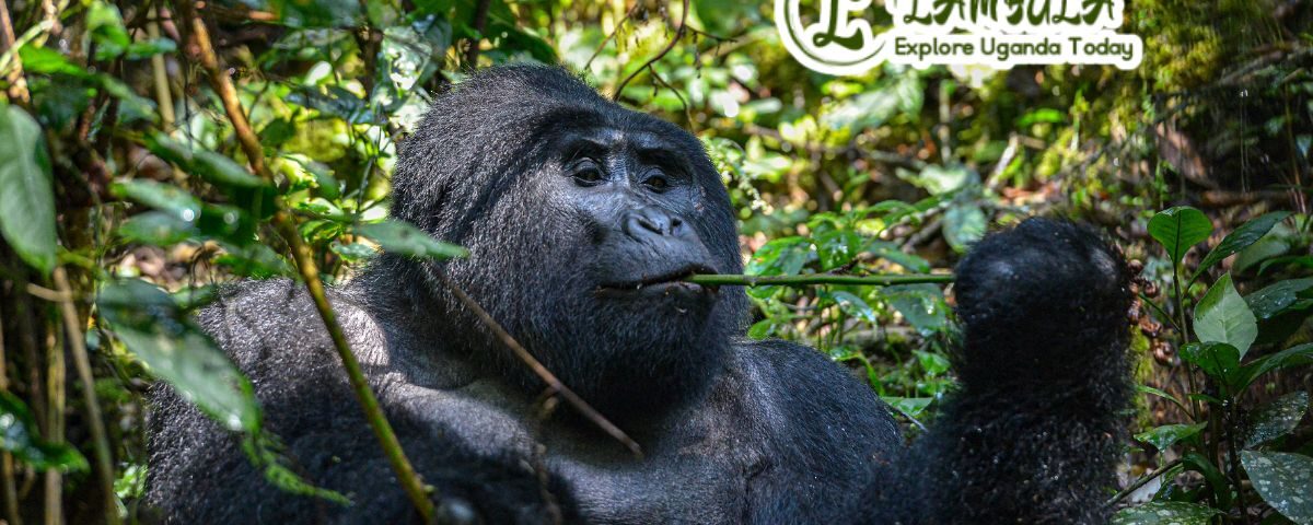 Trek to See Gorillas in Uganda
