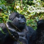 Trek to See Gorillas in Uganda