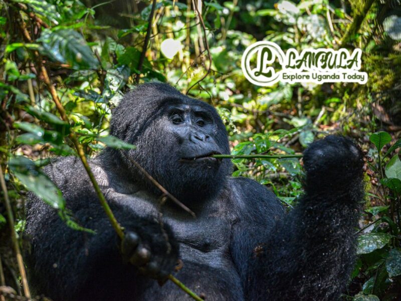 Trek to See Gorillas in Uganda