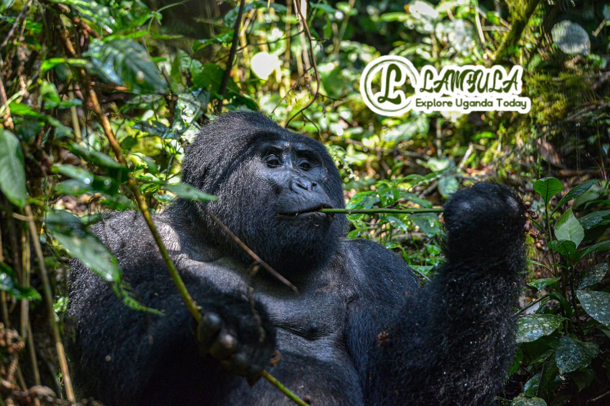 Trek to See Gorillas in Uganda