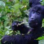 Gorilla Trekking Trip in Uganda