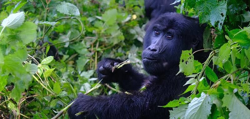 Gorilla Trekking Trip in Uganda