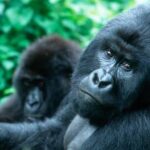 Best Place for Gorillas 2026/27
