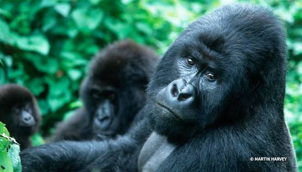 Best Place for Gorillas 2026/27