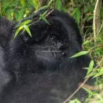 Gorilla Trekking in Uganda 2026/27
