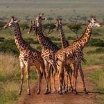Tanzania for tourist destination 2026/27