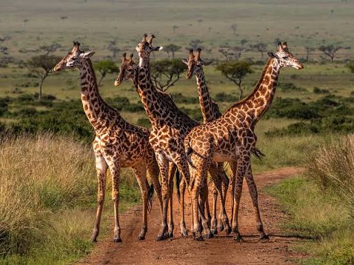 Tanzania for tourist destination 2026/27