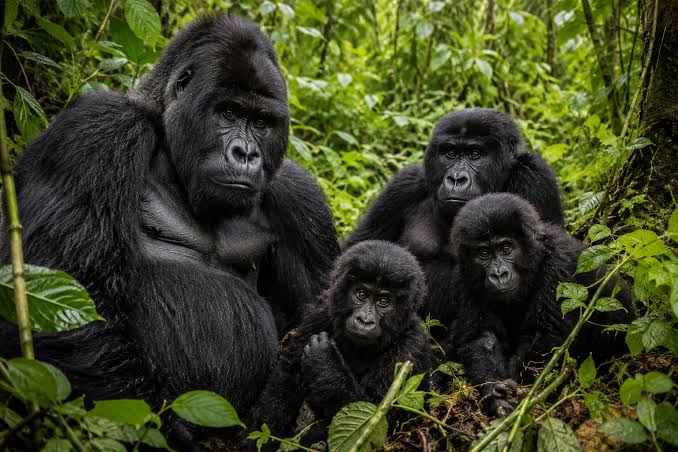 Days you need for Uganda Gorilla safaris