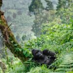 Black for Gorilla Trekking 2026/27