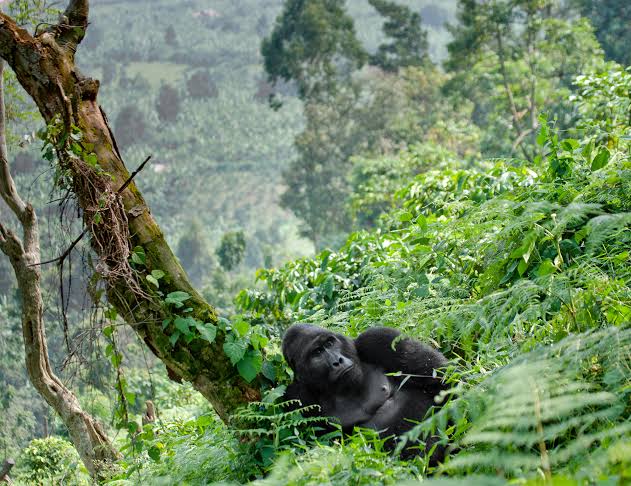 Black for Gorilla Trekking 2026/27