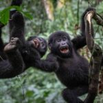 Is Gorilla Trekking Ethical