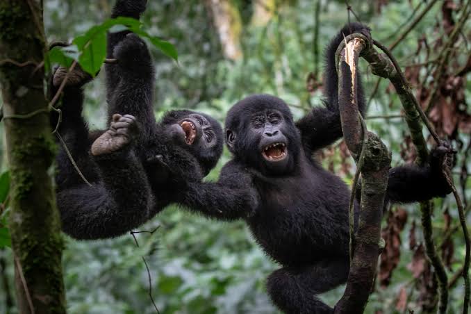 Is Gorilla Trekking Ethical