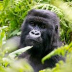 Uganda Gorilla Trekking Safari