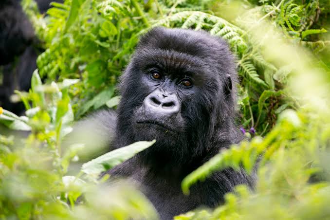 Uganda Gorilla Trekking Safari