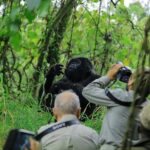 Gorilla Trekking Safari in Uganda 2026/27