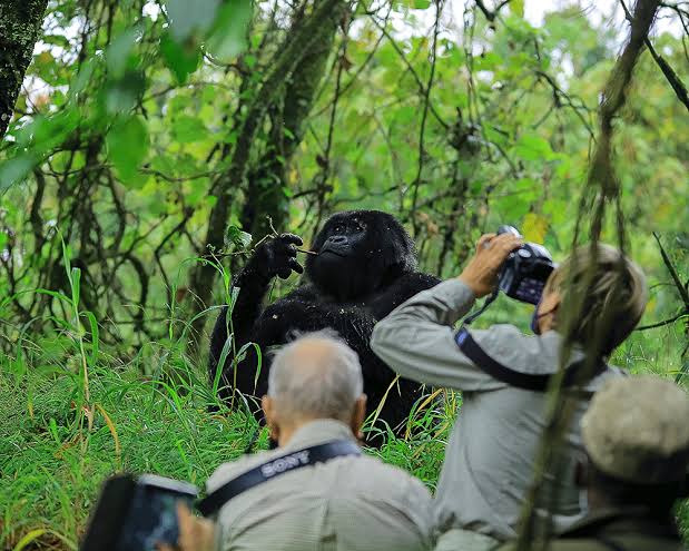 Gorilla Trekking Safari in Uganda 2026/27