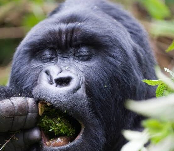 Is gorilla trekking expensive 2026/27