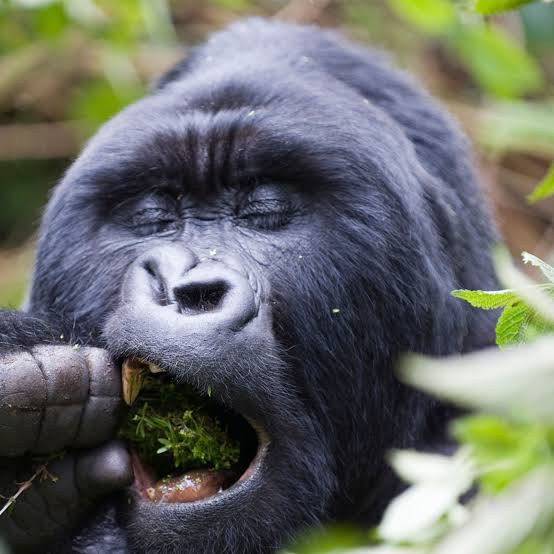 Is gorilla trekking expensive 2026/27