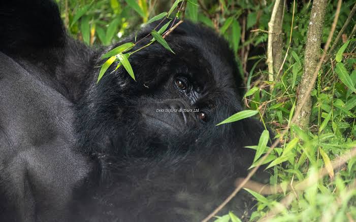 Gorilla Trekking in Uganda 2026/27